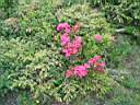 q  Rhododendrons.JPG